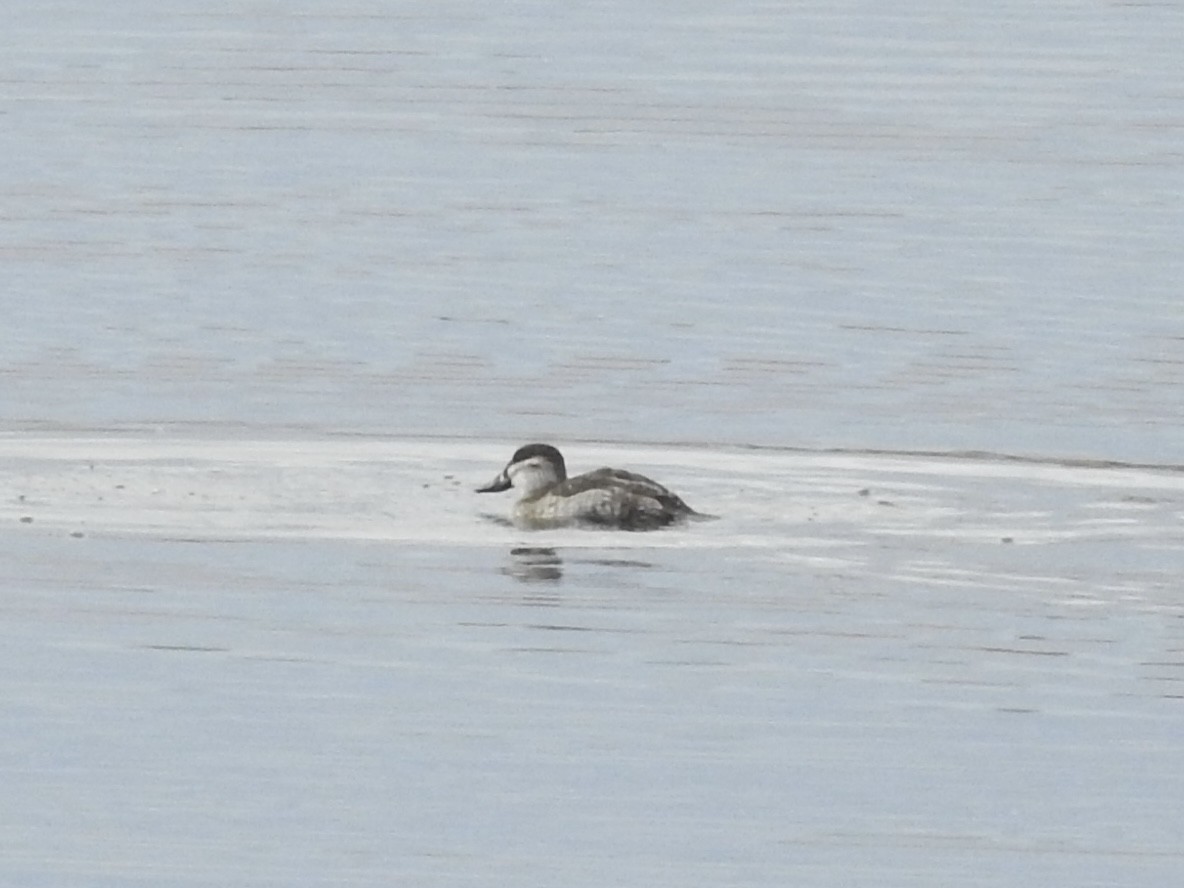 Савка американська - ML647516883