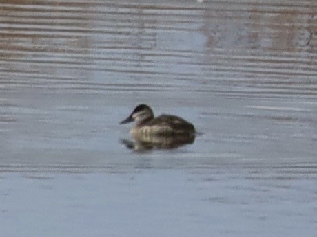 Савка американська - ML647516884