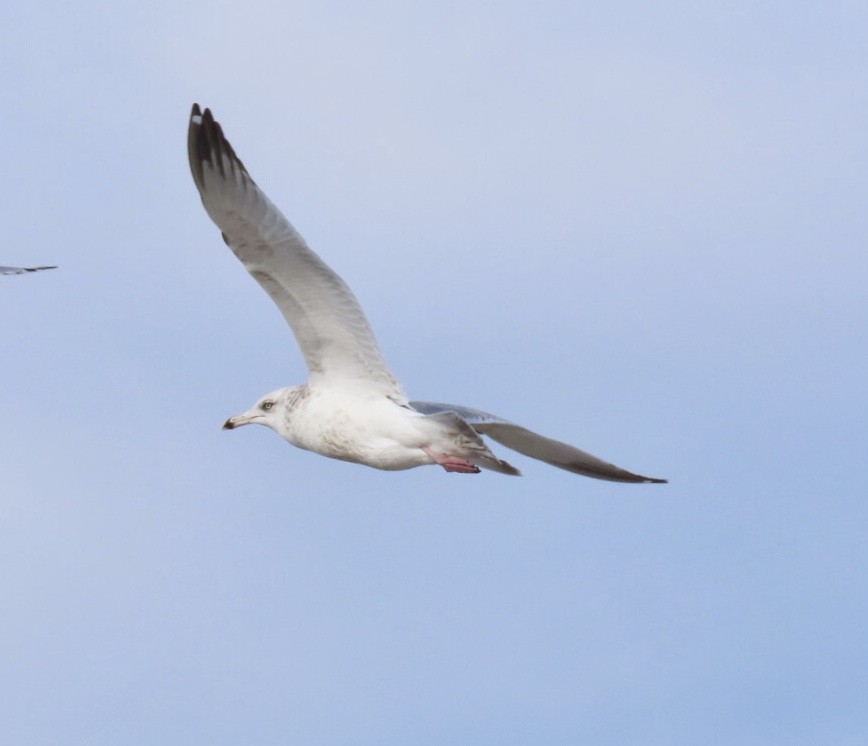 Мартин американський - ML647516886