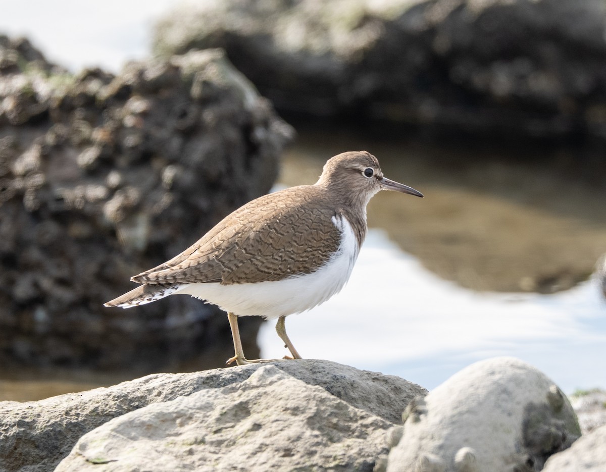 Набережник палеарктичний - ML647516887