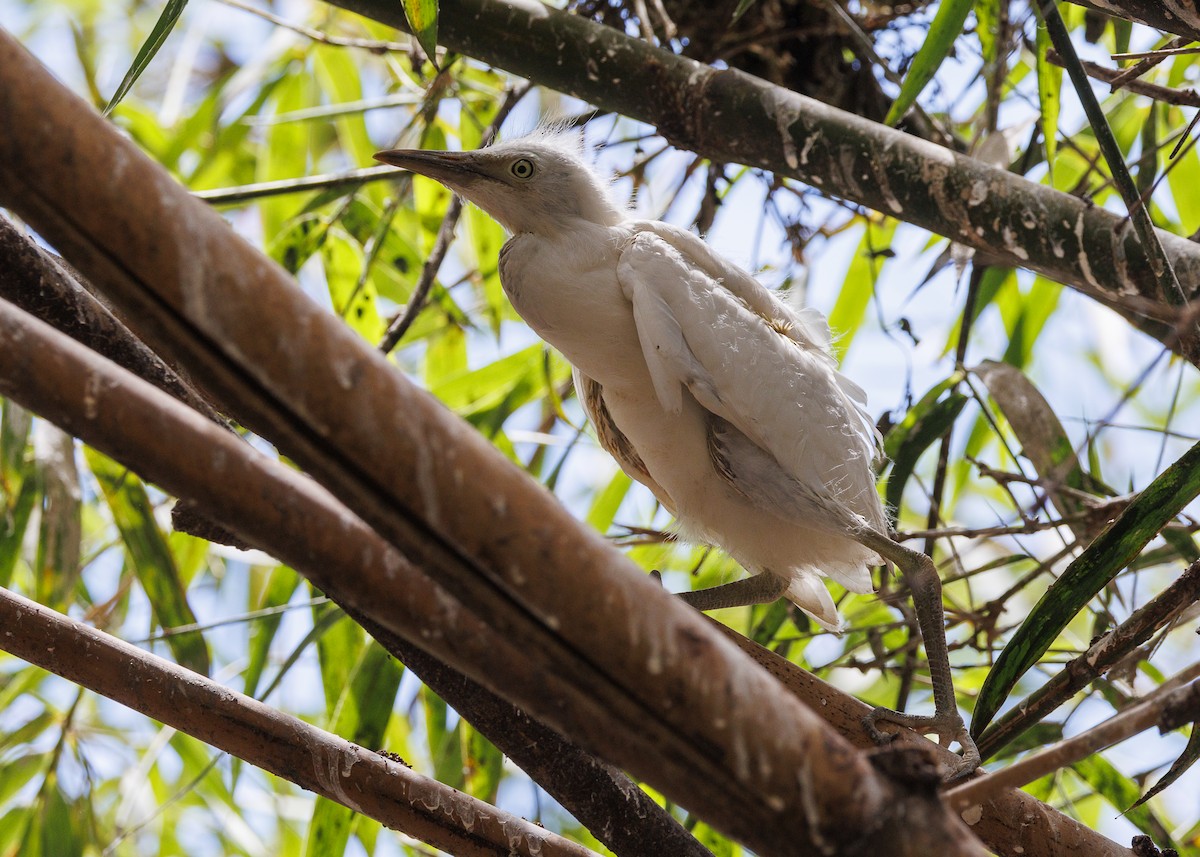 Чапля єгипетська західна - ML647516889