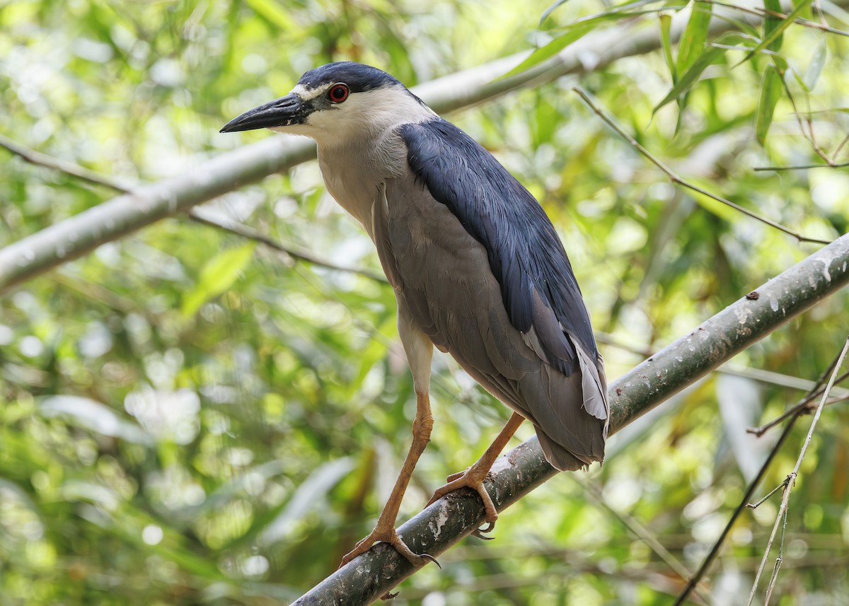 Квак звичайний - ML647516891