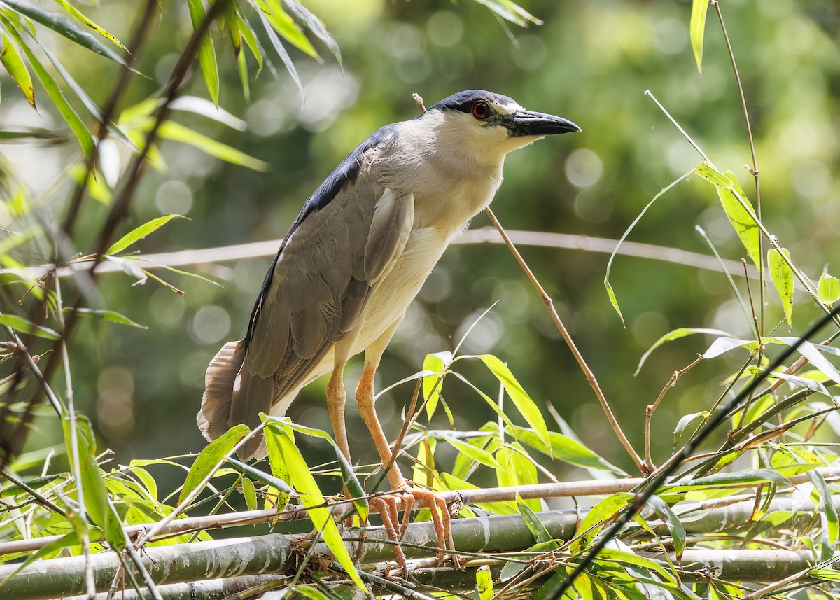 Квак звичайний - ML647516892