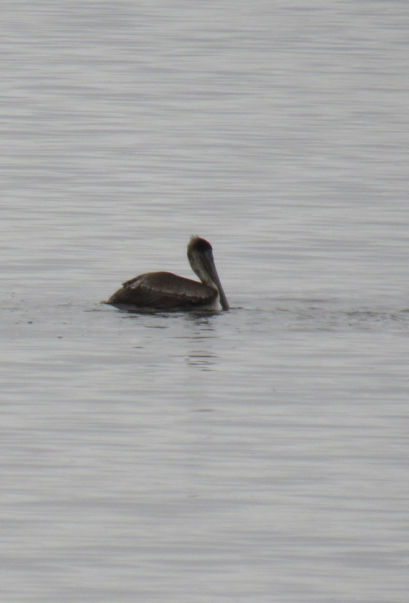Пелікан бурий - ML647516893