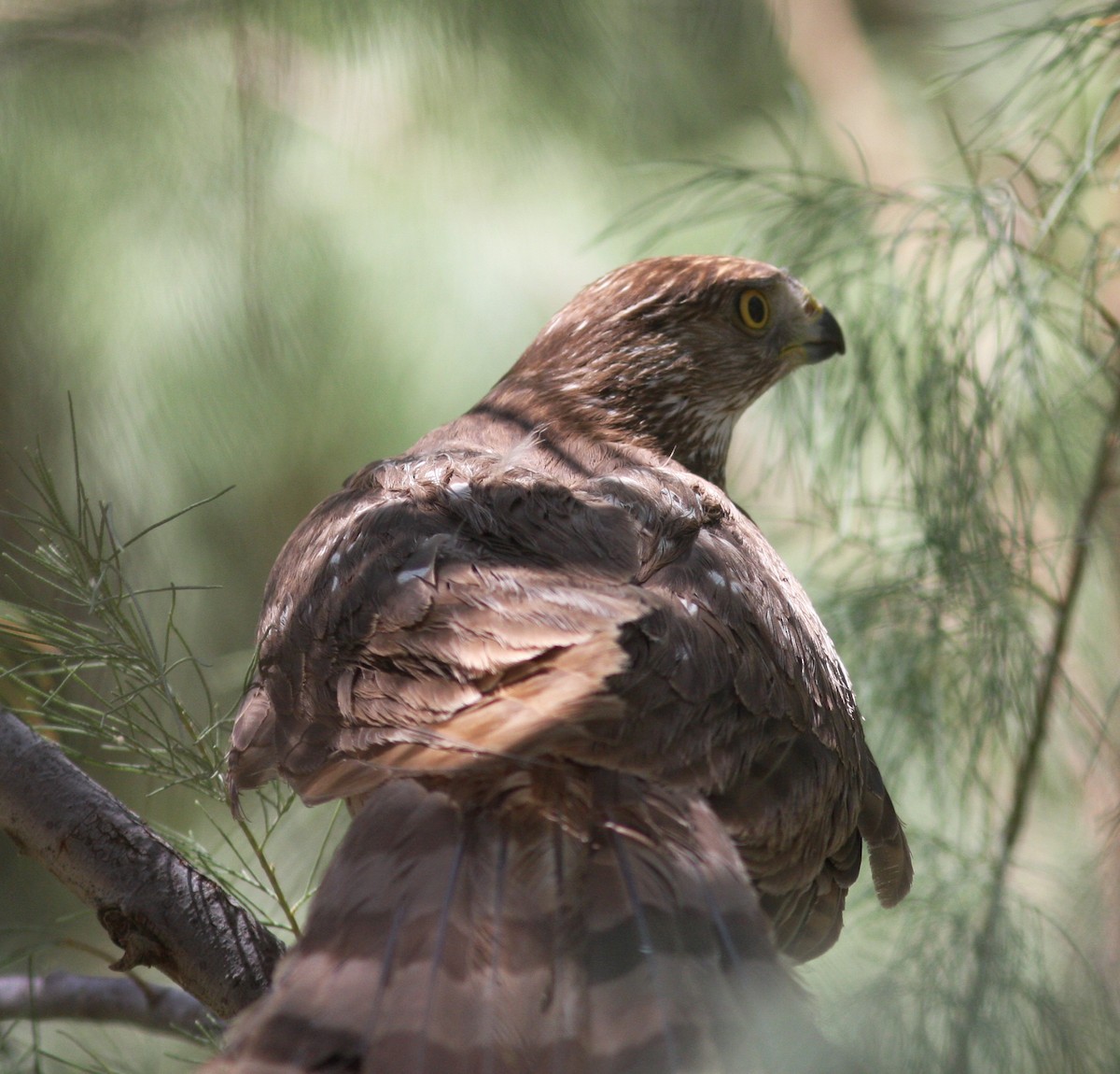 Яструб чорноголовий - ML647516894