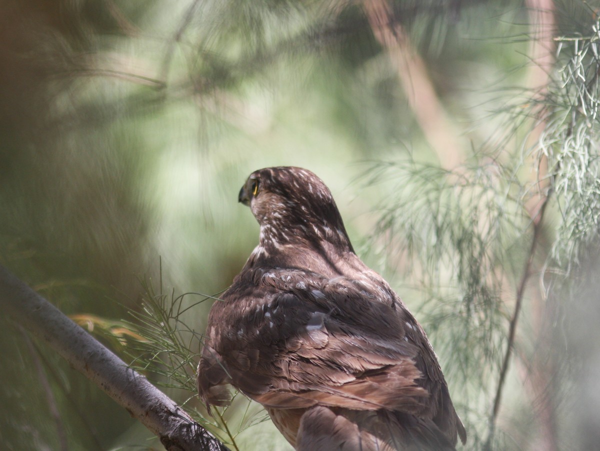 Яструб чорноголовий - ML647516895