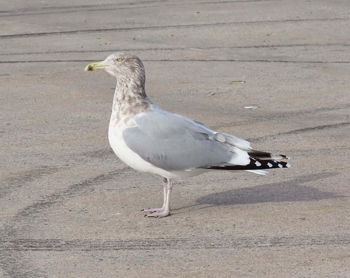 Мартин американський - ML647516898