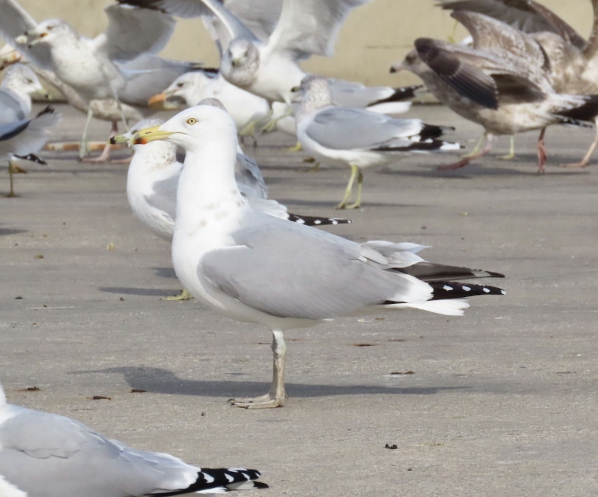 Мартин американський - ML647516899