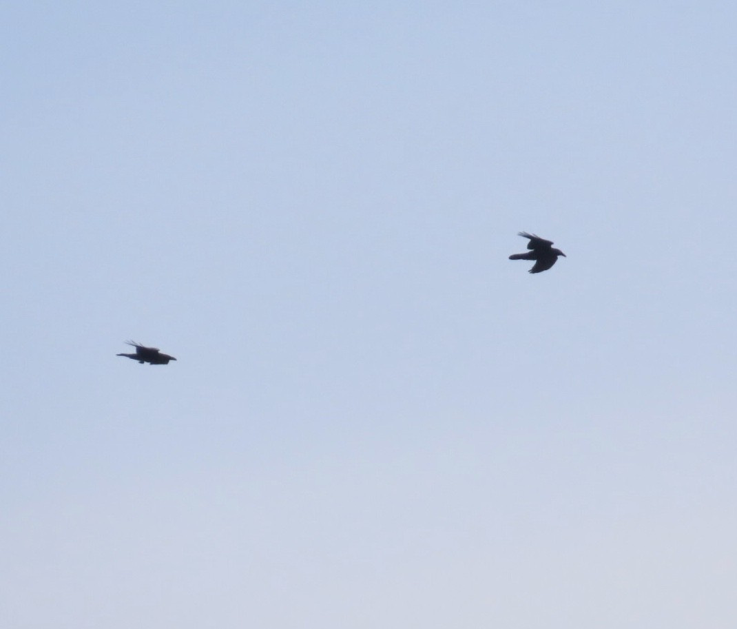 Крук звичайний - ML647516909