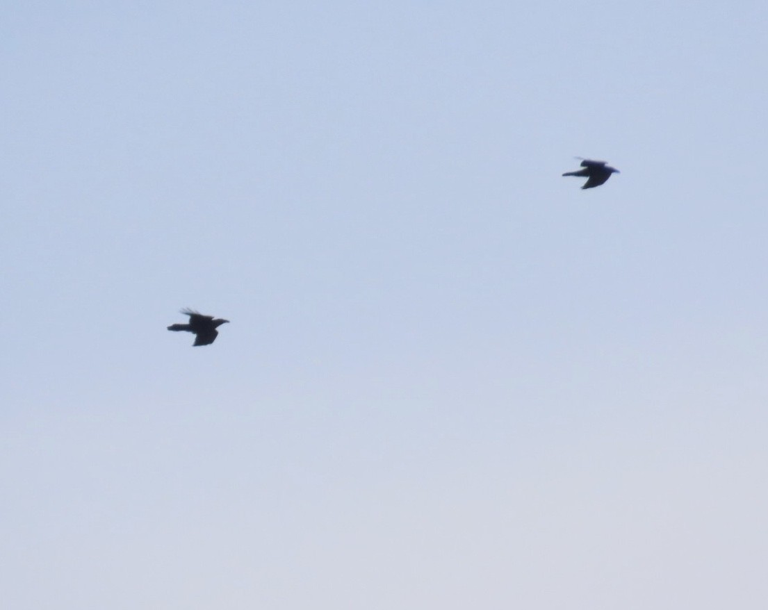 Крук звичайний - ML647516910