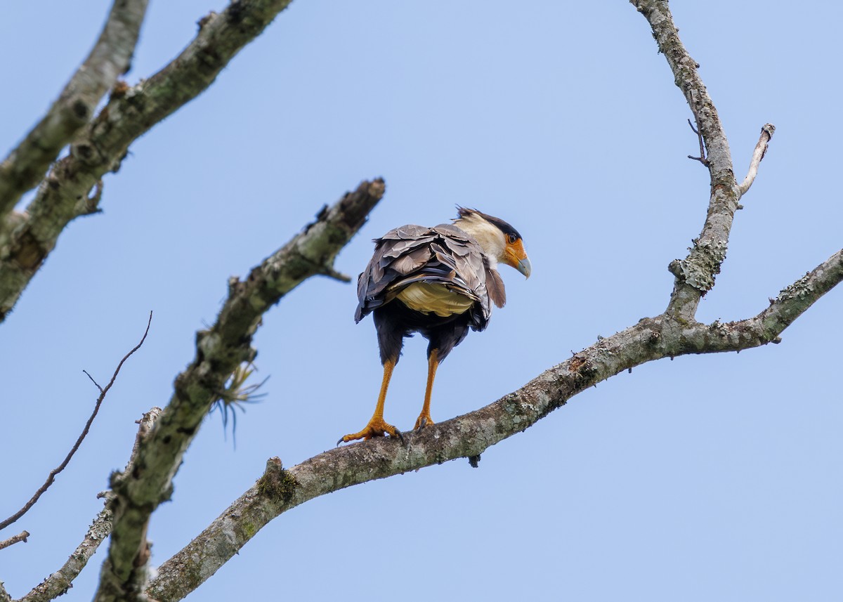 Каракара аргентинська - ML647516911