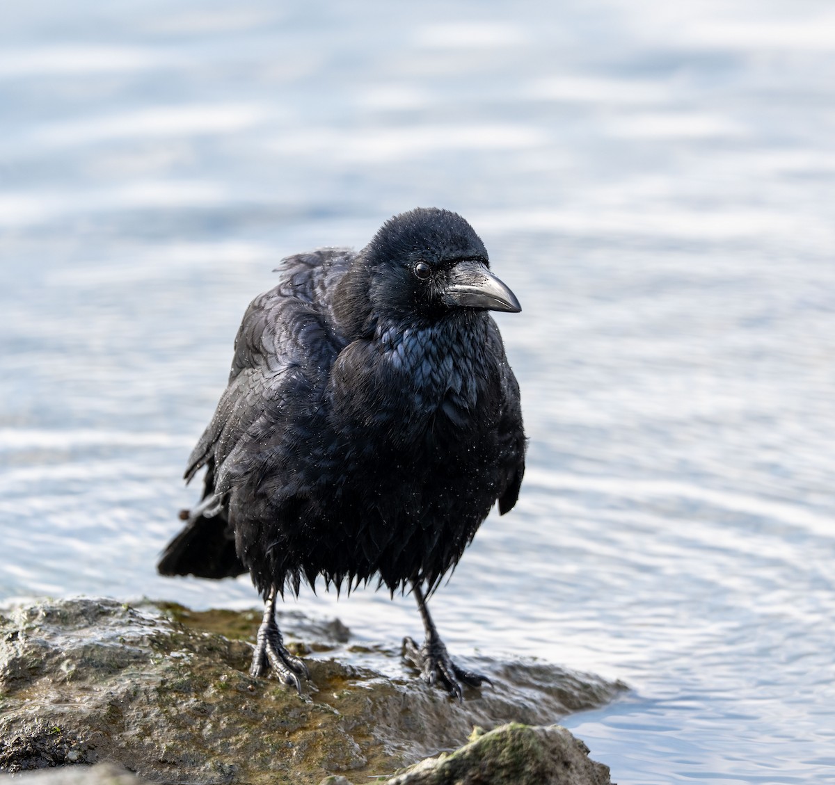 Ворона чорна - ML647516914