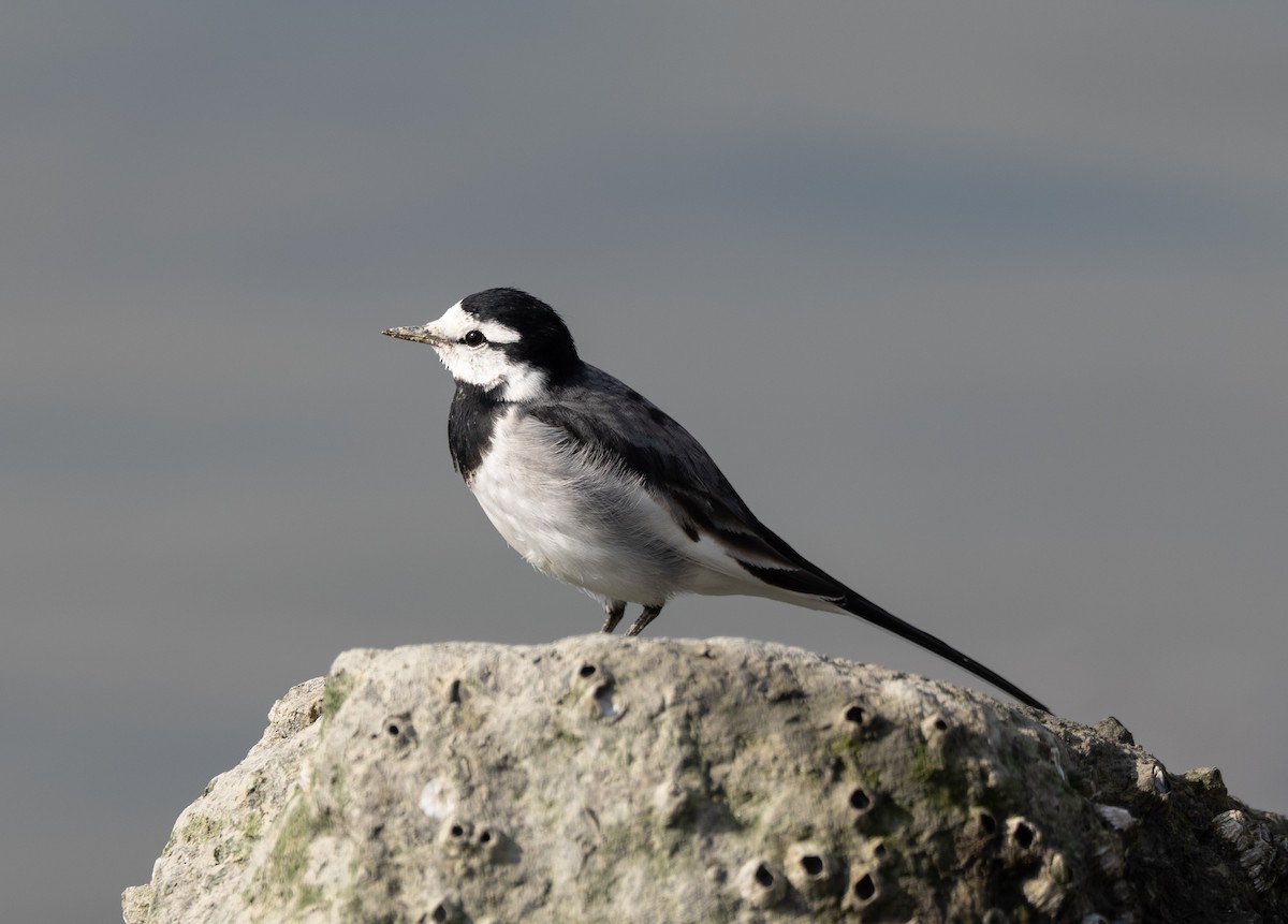 Плиска біла - ML647516934