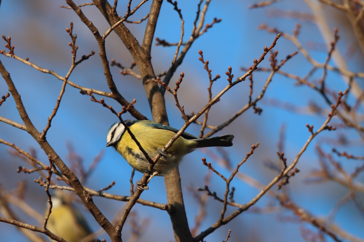 Eurasian Blue Tit - ML647516963