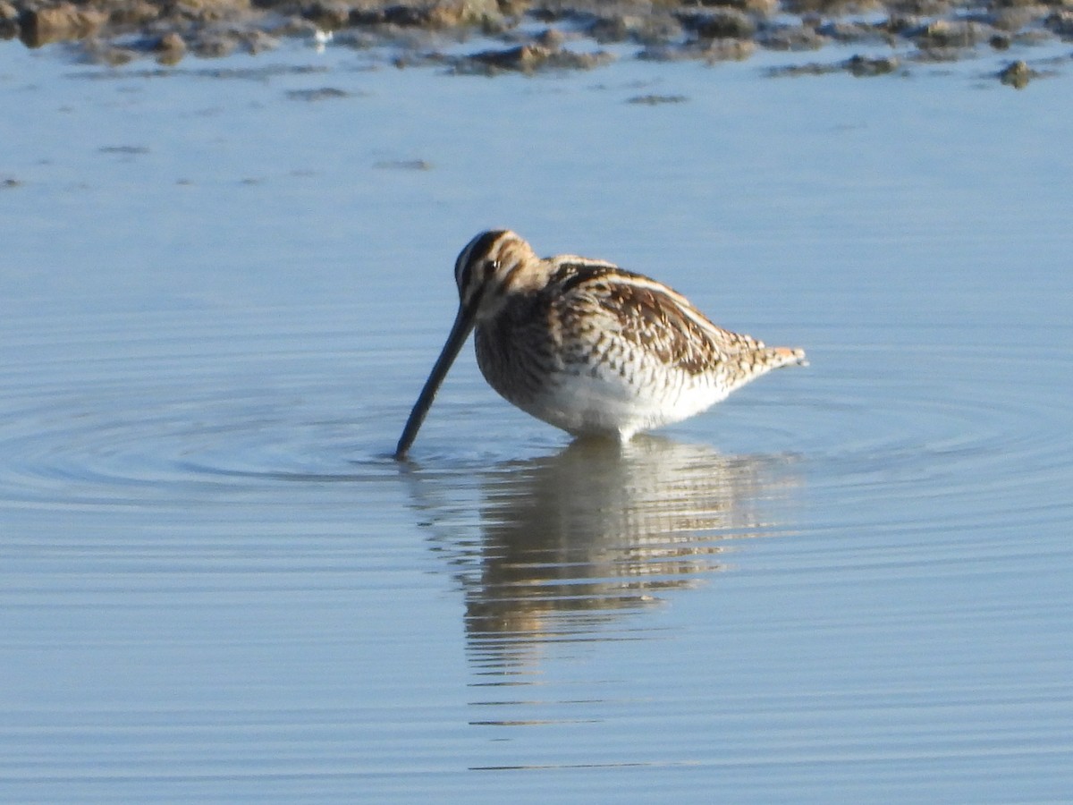 חרטומית ביצות - ML647516975