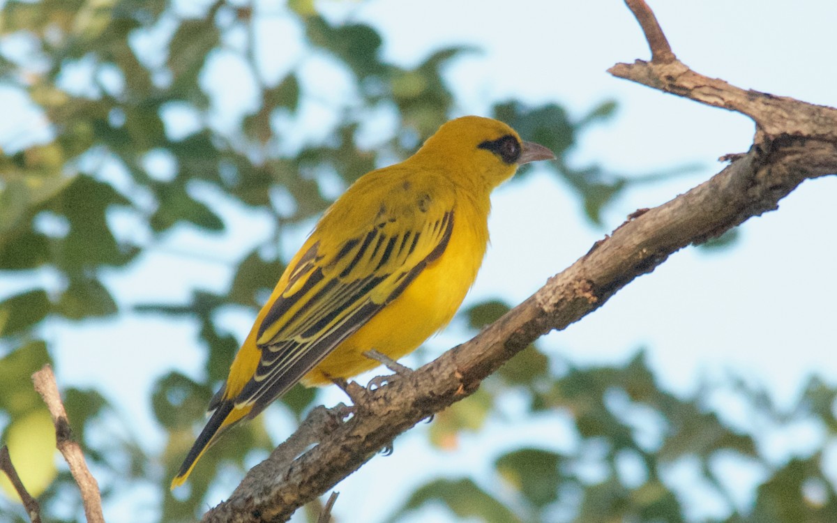 African Golden Oriole - ML647516977