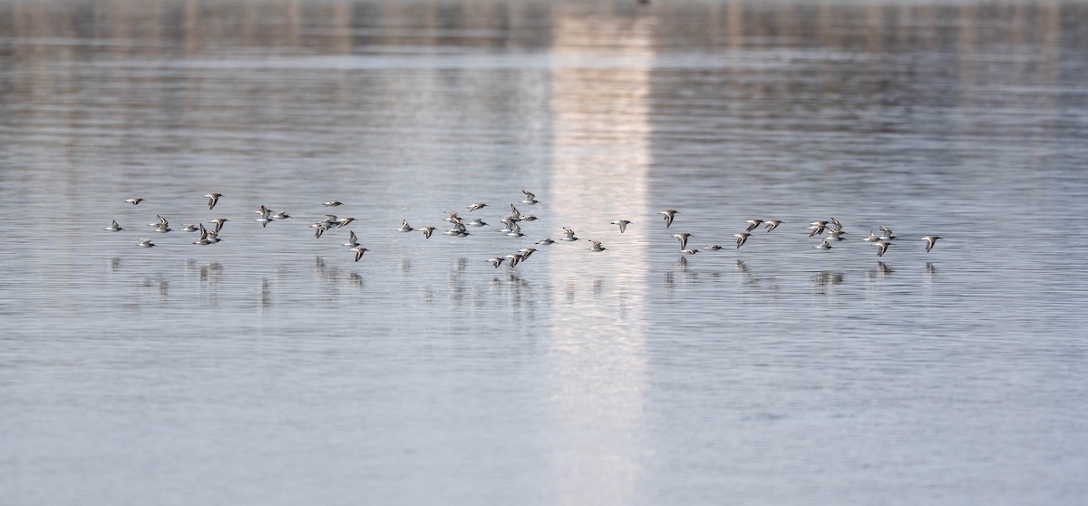 Побережник чорногрудий - ML647516994