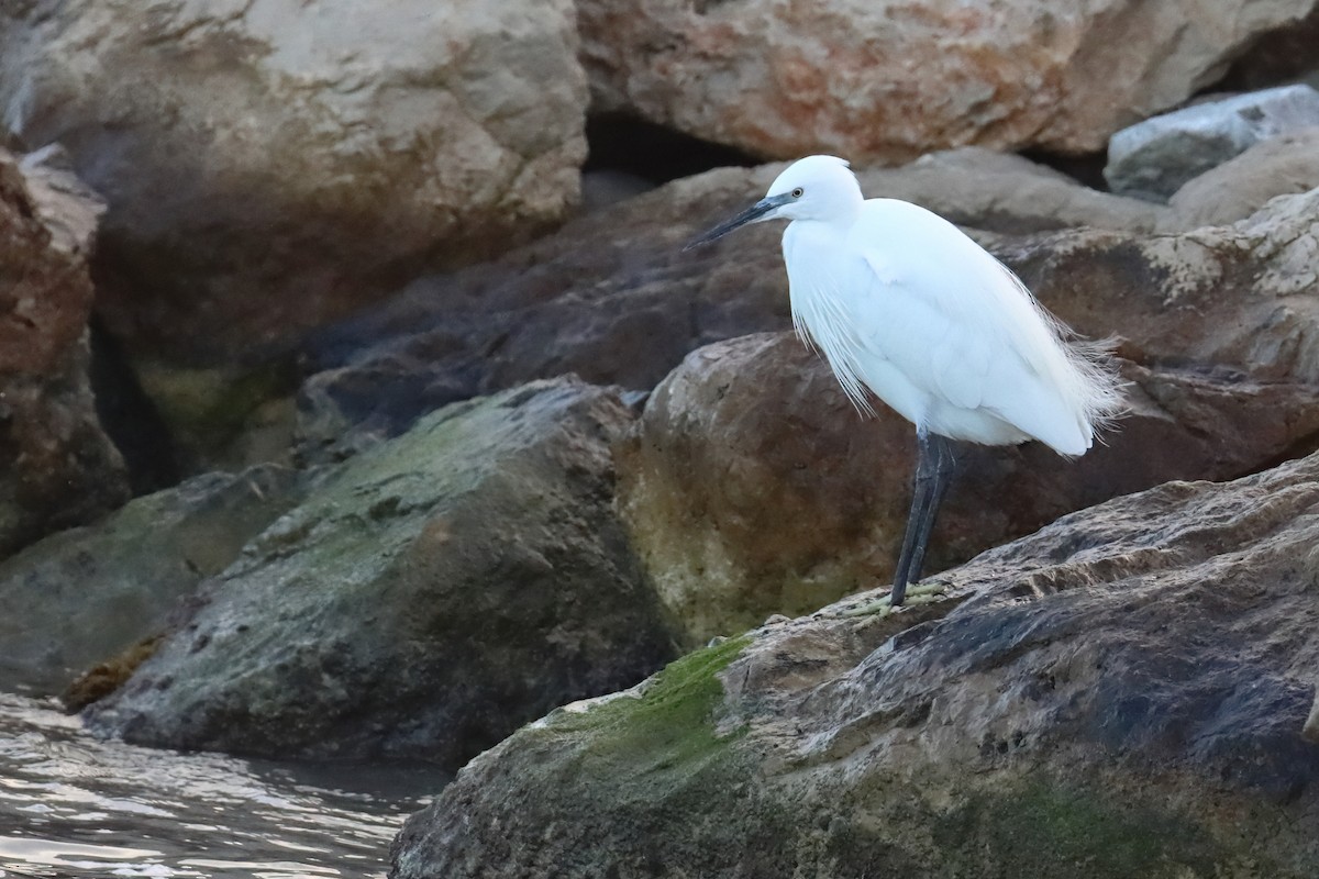 Little Egret - ML647517000