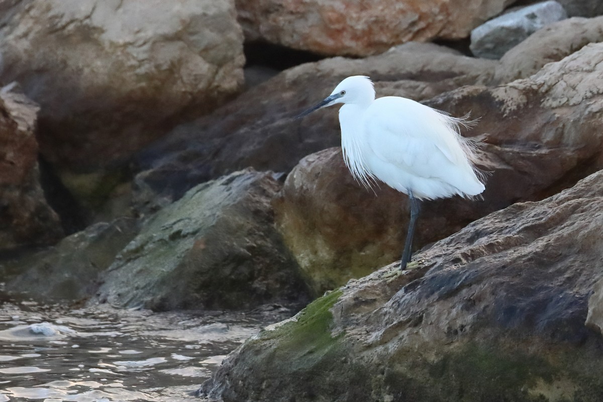 Little Egret - ML647517001