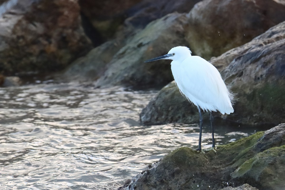 Little Egret - ML647517002