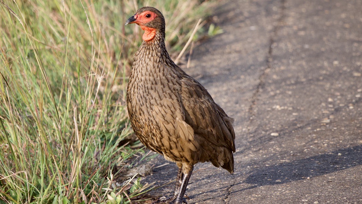 Swainson's Spurfowl - ML647517034