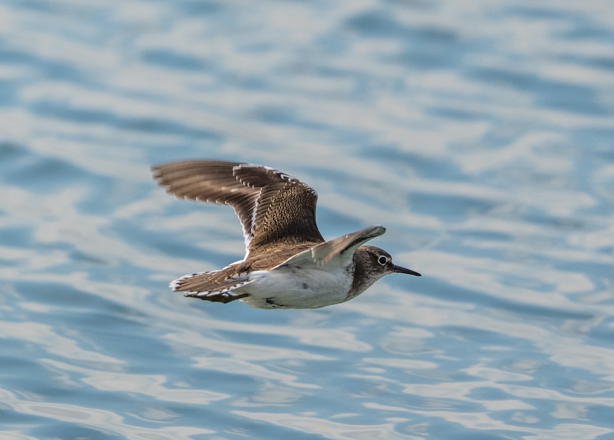 Набережник палеарктичний - ML647517035