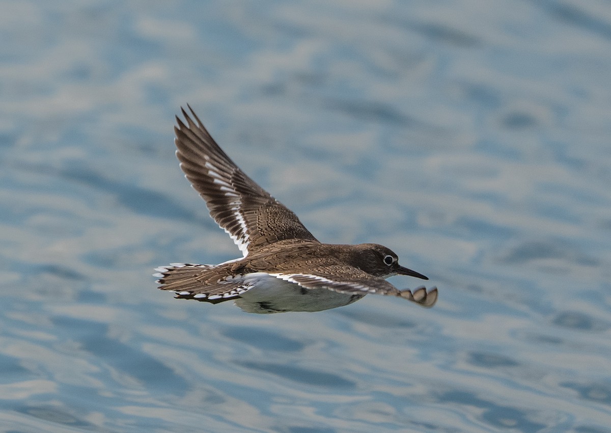 Набережник палеарктичний - ML647517038