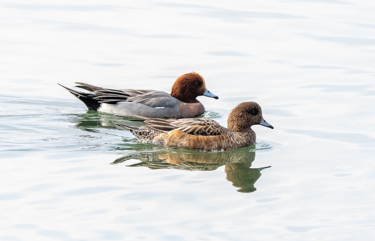 Свищ євразійський - ML647517055