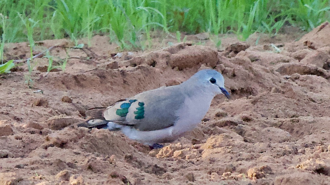 Горлиця сомалійська - ML647517057