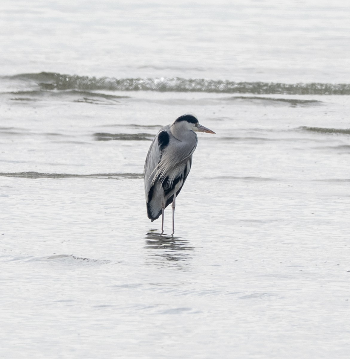 Чапля сіра - ML647517061