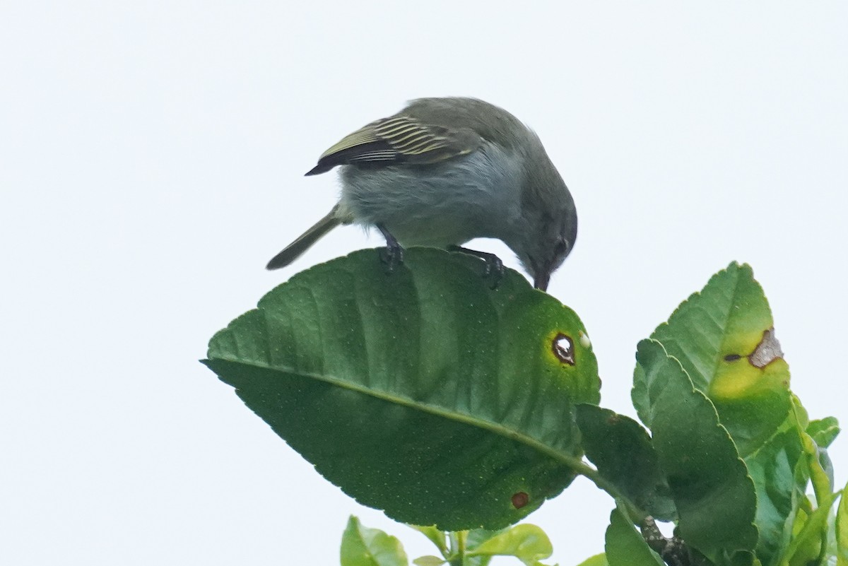 Mistletoe Tyrannulet - ML647517103