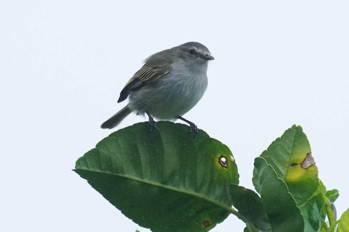 Mistletoe Tyrannulet - ML647517104