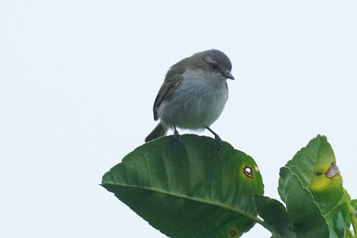 Mistletoe Tyrannulet - ML647517105