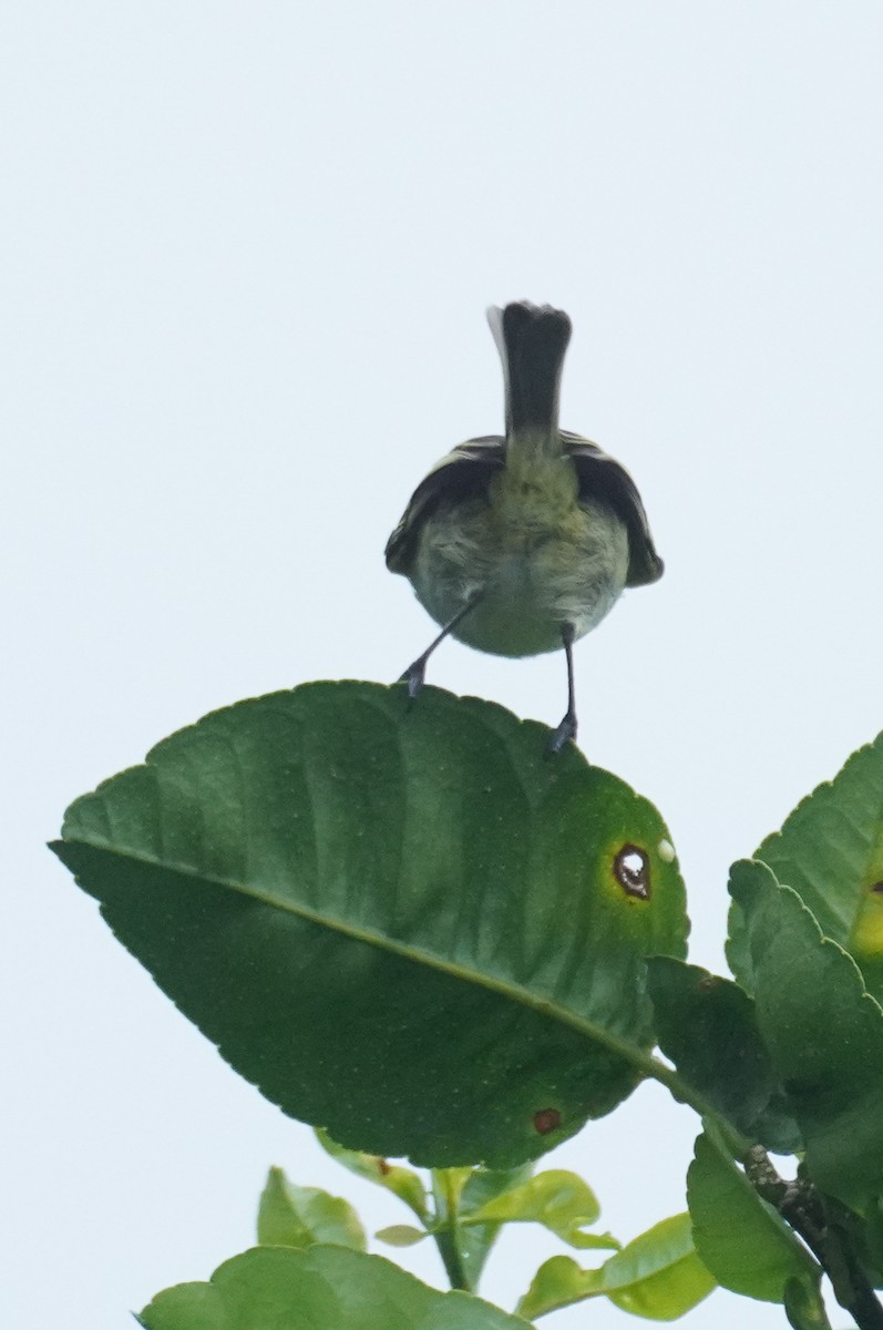 Mistletoe Tyrannulet - ML647517106