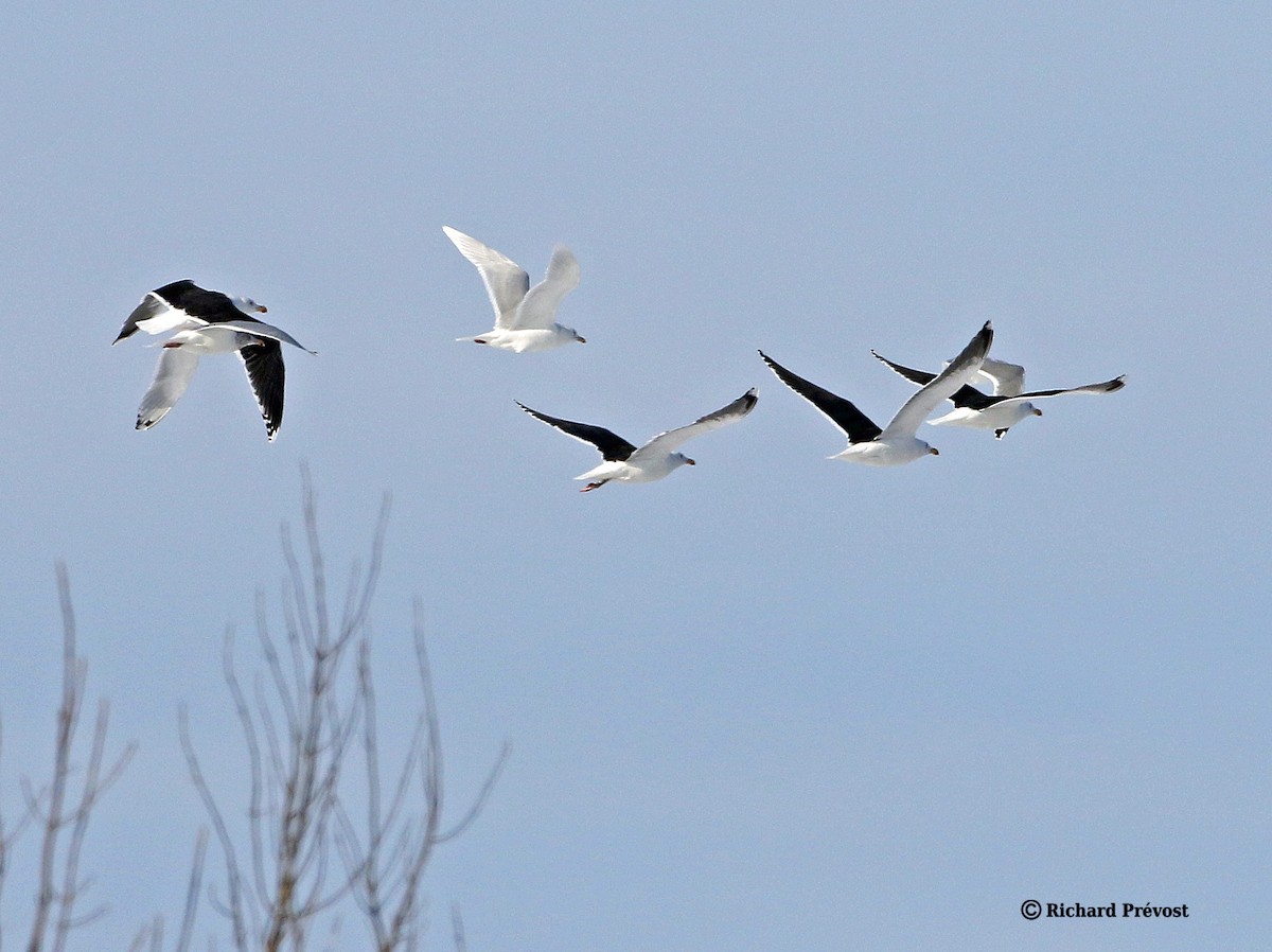 Gavión Hiperbóreo - ML647517109