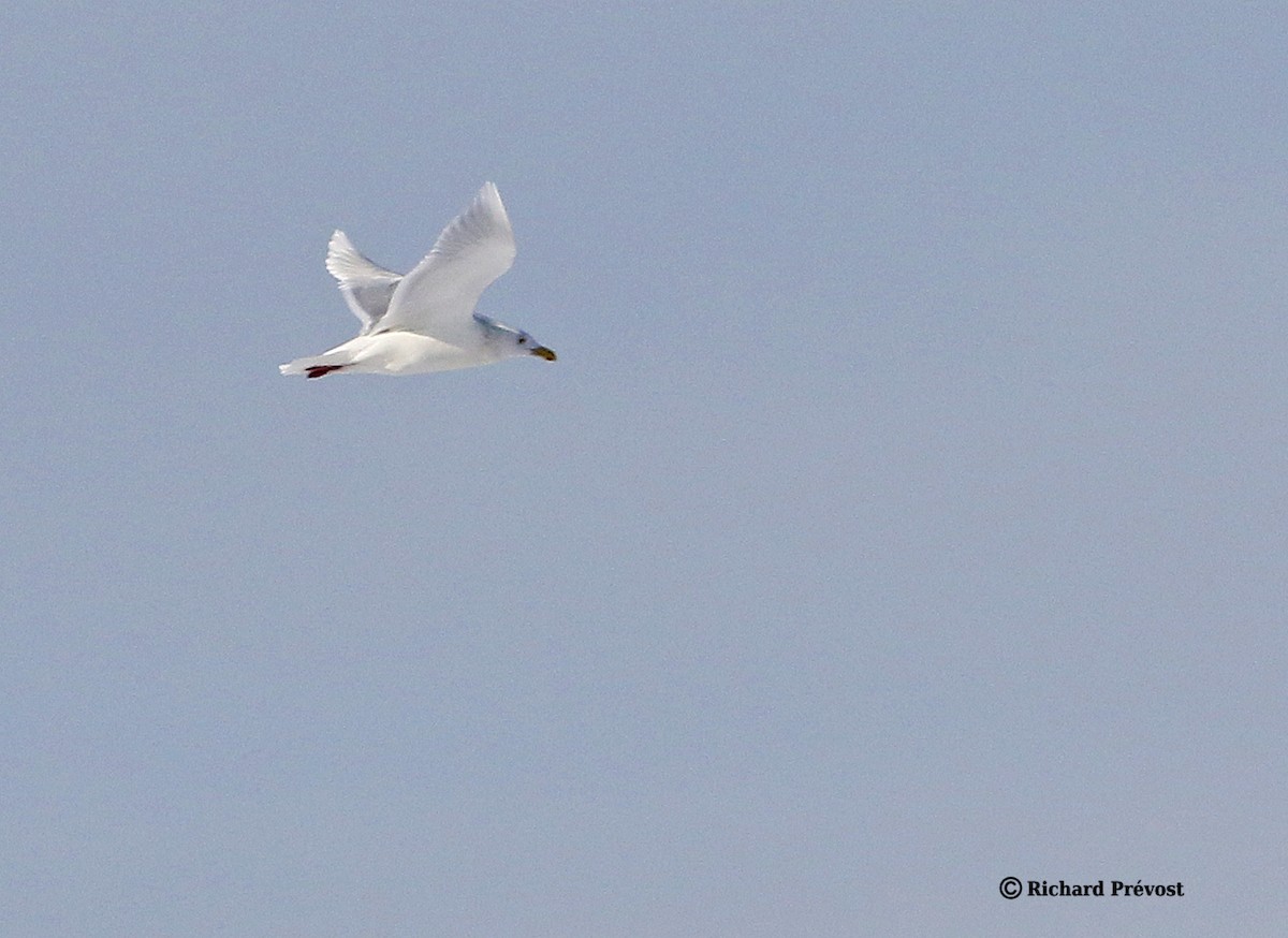 Gavión Hiperbóreo - ML647517110