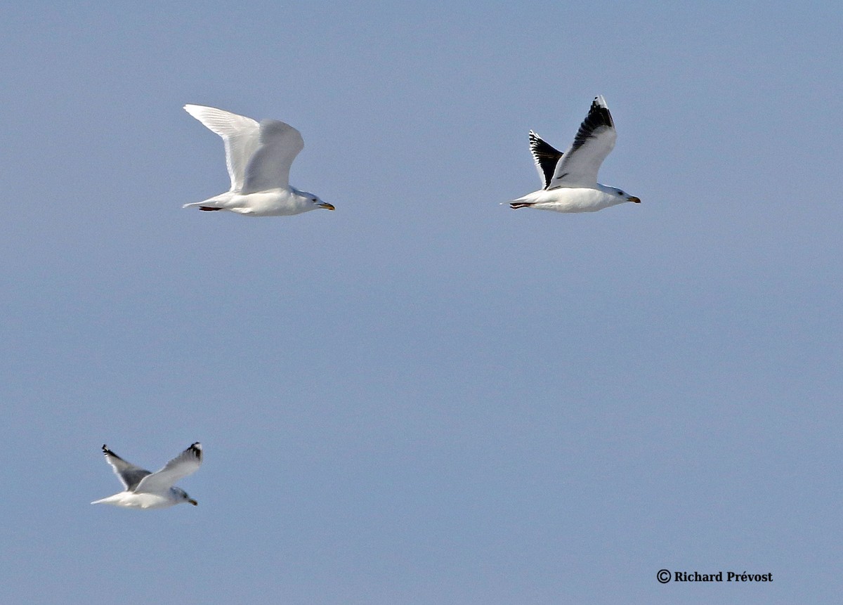 Gavión Hiperbóreo - ML647517111
