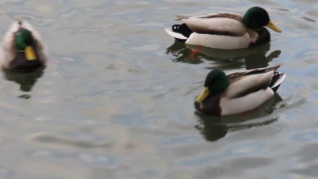 Крижень звичайний - ML647517128