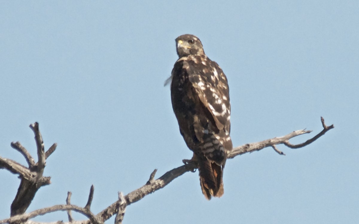 Augur Buzzard - ML647517139