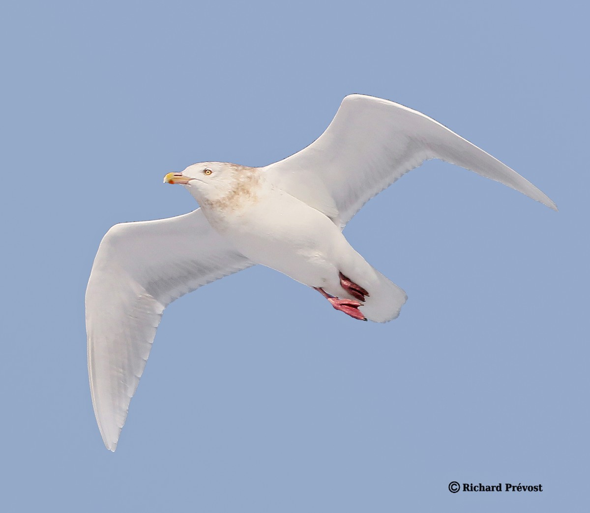 Gavión Hiperbóreo - ML647517152