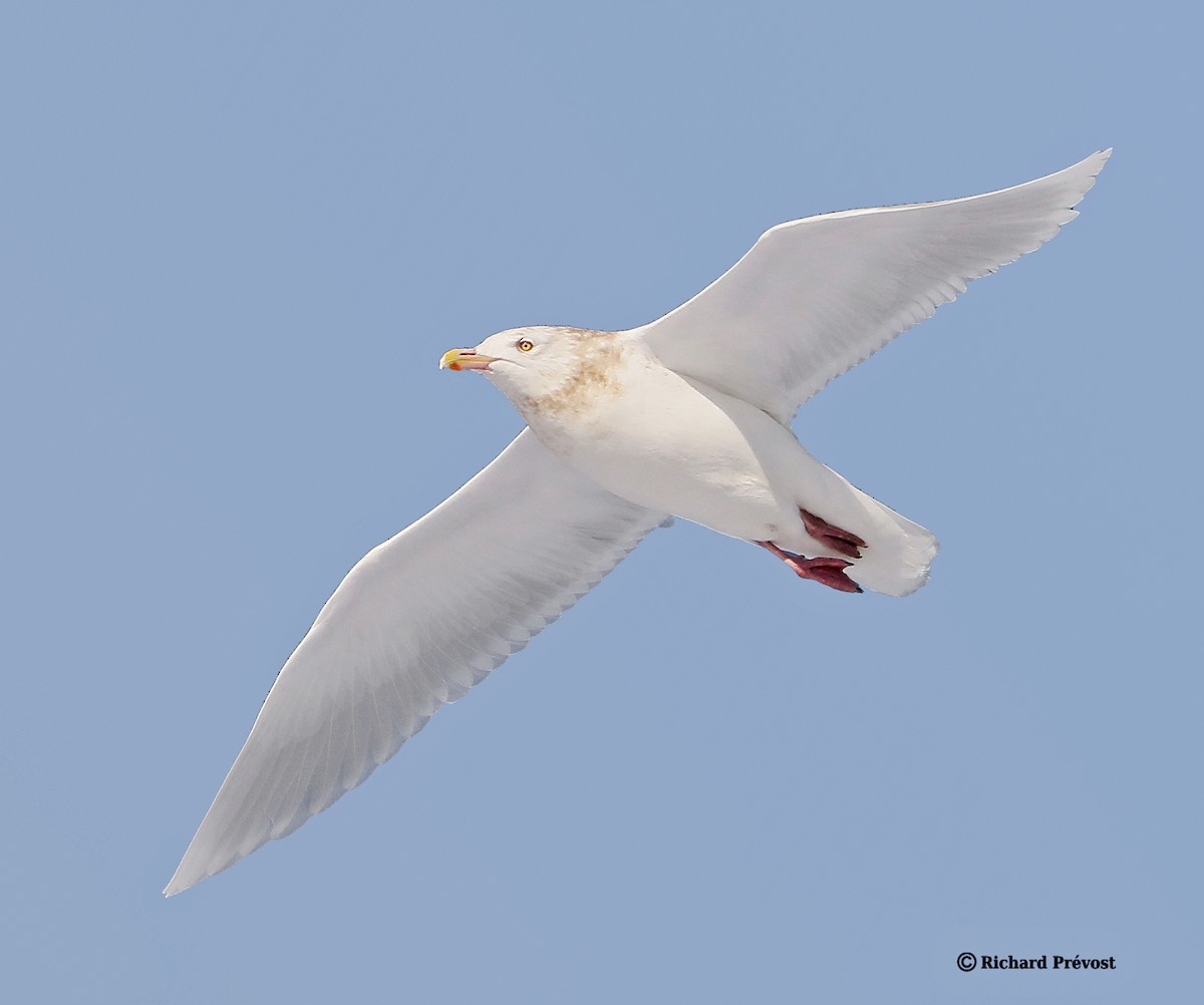 Gavión Hiperbóreo - ML647517164