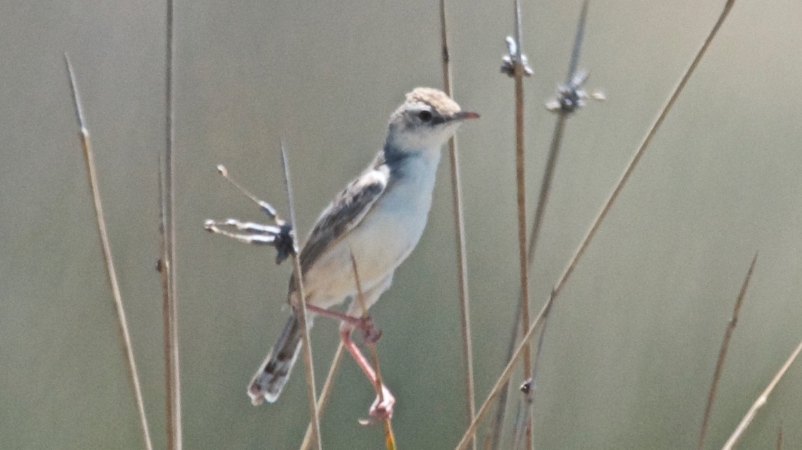 Desert Cisticola - ML647517166