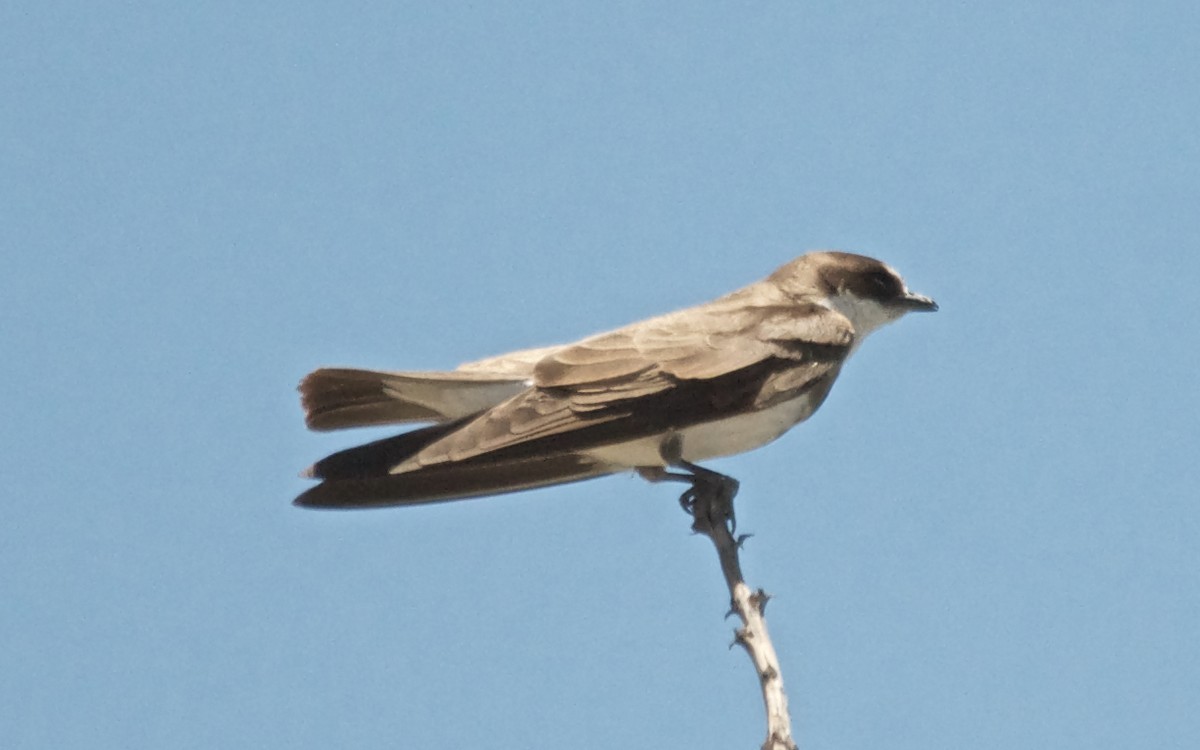 Banded Martin - ML647517176