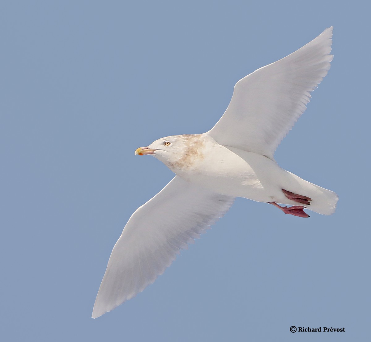 Gavión Hiperbóreo - ML647517180