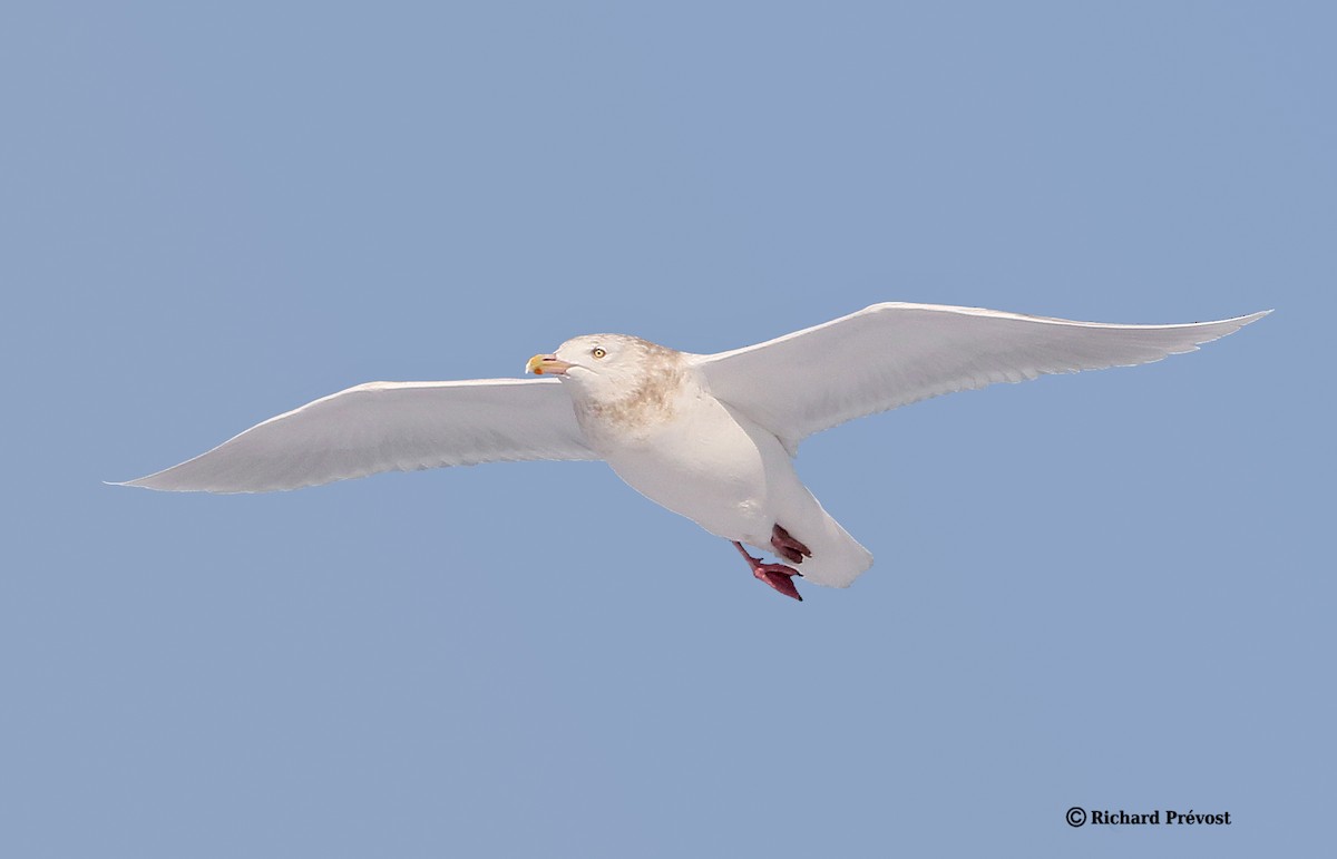 Gavión Hiperbóreo - ML647517193