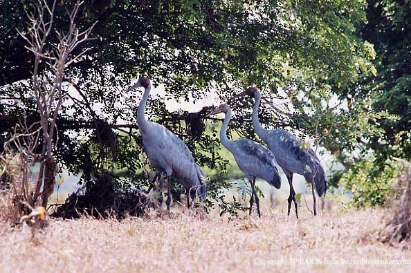 Brolga - ML647517209