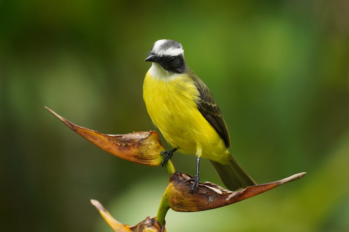 Красношапочный бентеви - ML647517217