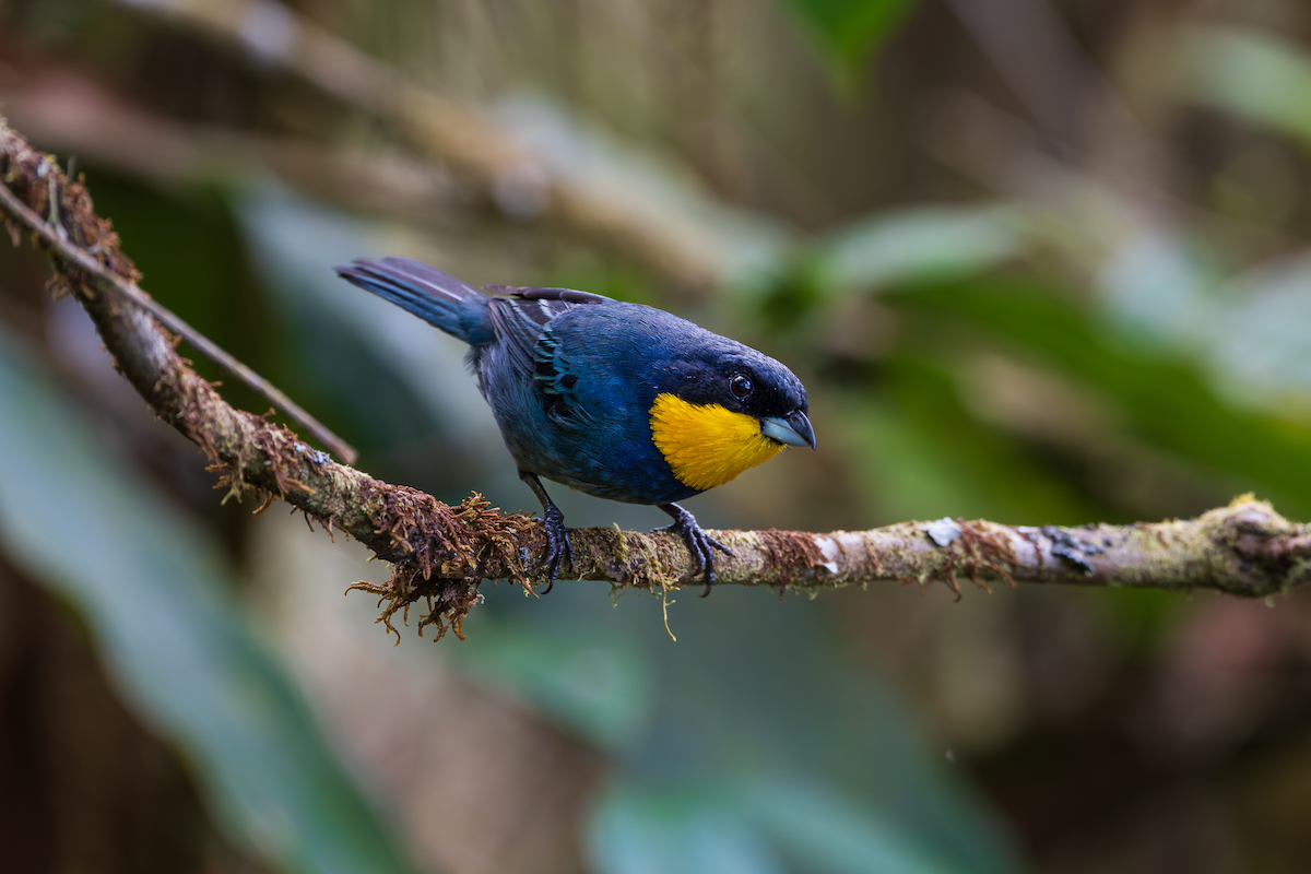 Tangara à cape bleue - ML647517255