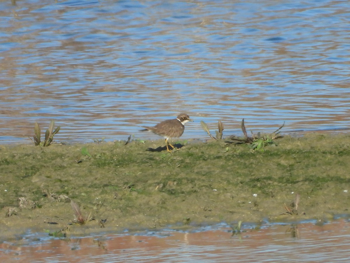 Pluvier petit-gravelot - ML647517262