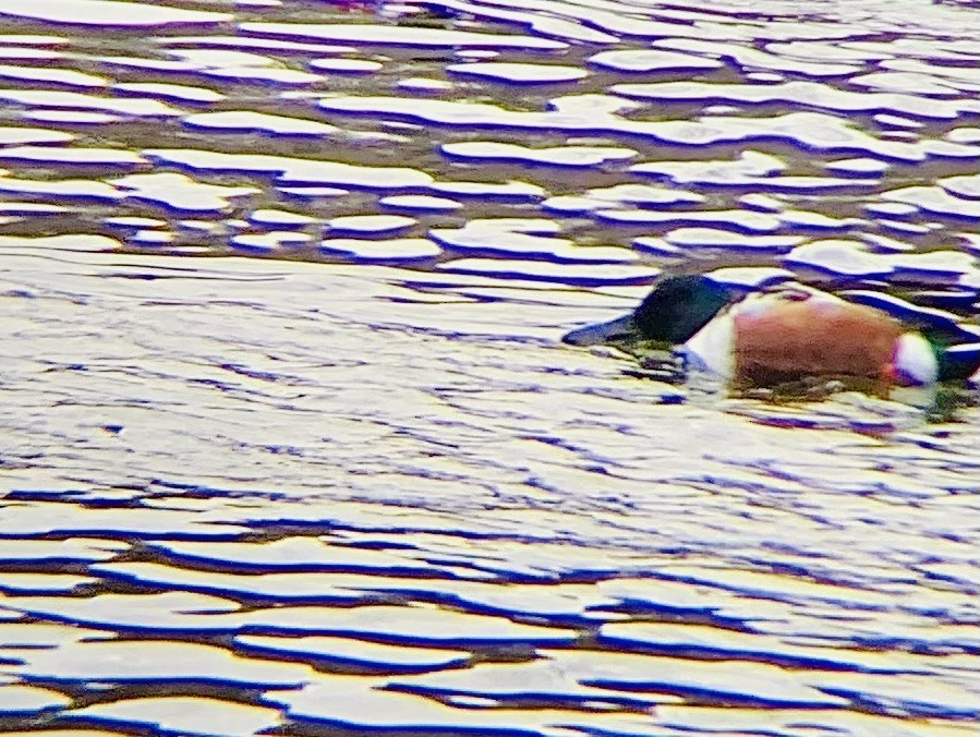 Canard souchet - ML647517263